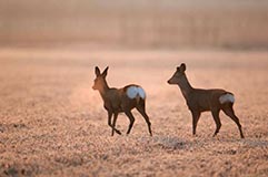 Rehe - Zum Vergroessern klicken!